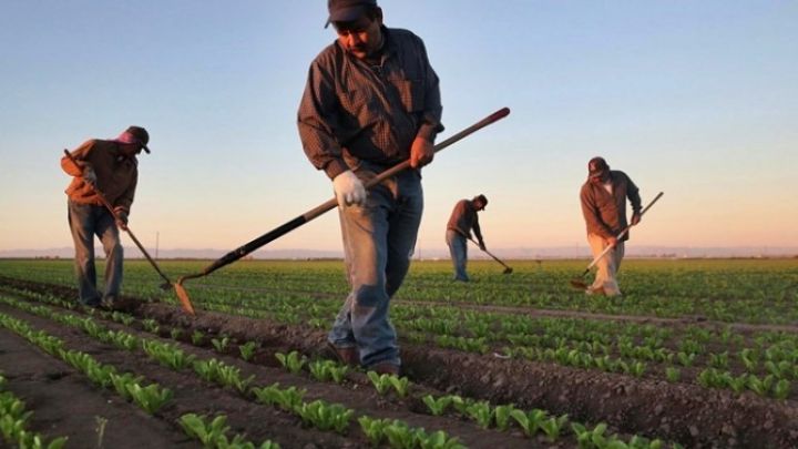 Azərbaycanda yeni maddələr yaradılıb - bitki 100% bitir