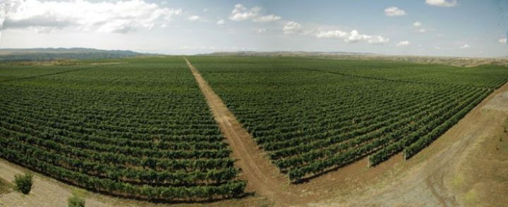 Rusiyada 2024-cü ildə 6 min hektar üzüm bağının salınması planlaşdırılır