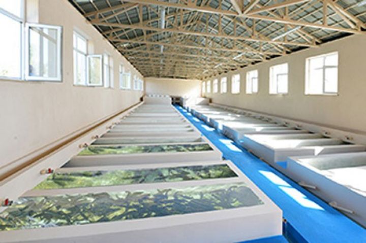 Şəmkir Balıq Zavodu özəlləşməyə çıxarılıb