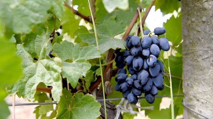 Ermənistanda üzüm istehsalçıları müflisləşirlər