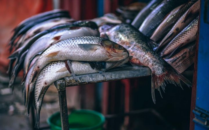 Qanunsuz balıq ovlayan şəxs saxlanılıb