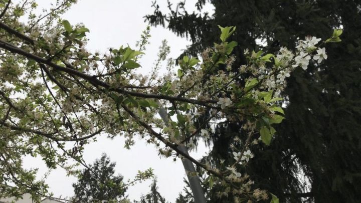Sabahın hava proqnozu