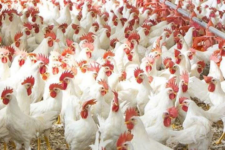“Yaşma Quşçuluq”da qətl hadisəsi