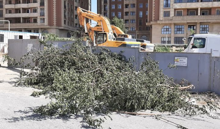 "Main" yaşayış kompleksində ağaclar kəsilir - FOTO, VİDEO