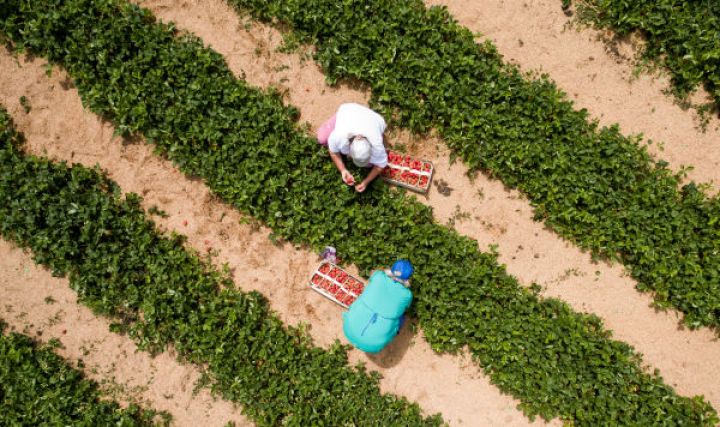 İşçi tapılmır,  73 milyon dollarlıq tərəvəz və meyvələr çürüyüb