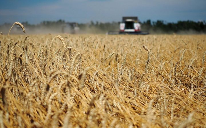 Rusiya taxıl ixracına rüsumu bir qədər də azaldır