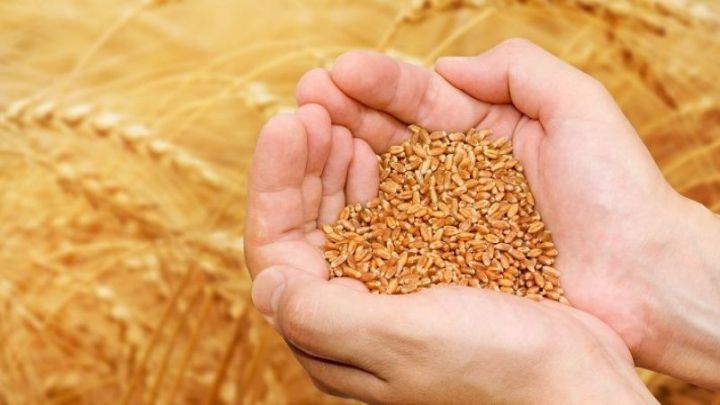 Dünya buğda istehlakının istehsaldan çox olacağı gözlənilir