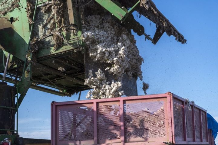 Tədarük məntəqələrinə 240 min tondan çox pambıq təhvil verilib