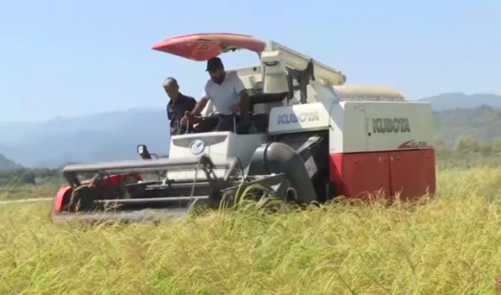 Masallıda düyüdə məhsuldarlıq yaxşıdır