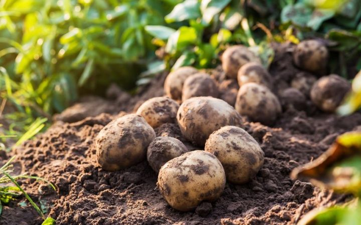 Azərbaycanda yeni kartof sortları yaradılır