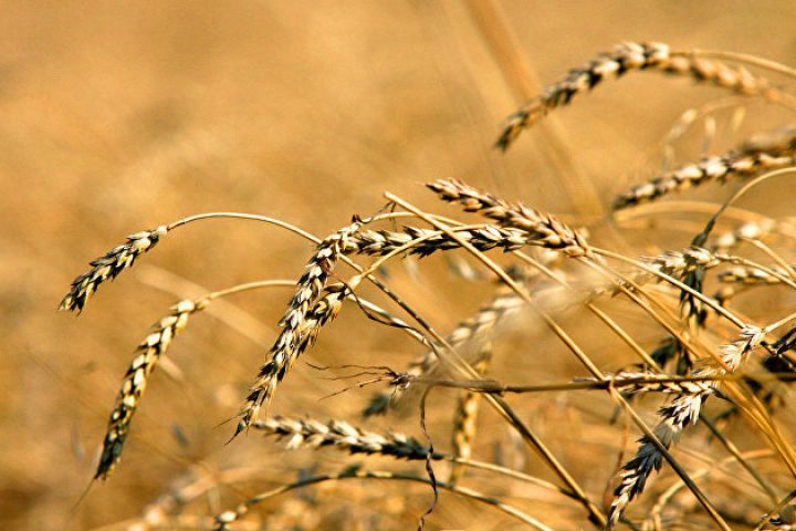 Rusiyada taxıl yığımı 127,6 milyon ton təşkil edib