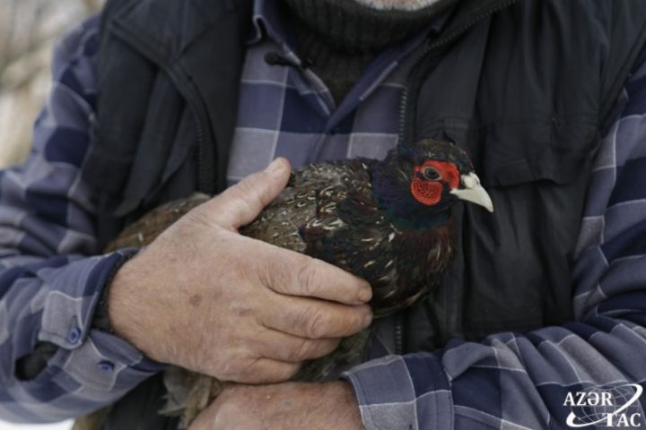 Xaçmazda ekzotik quşlar təsərrüfatı - "Böyüklərini 300-350 manata satmışam"
