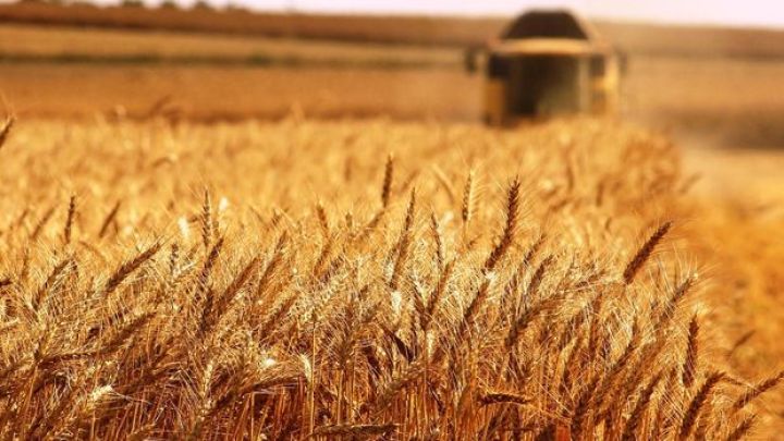 Qlobal ərzaq qiymətləri iyul ayında cüzi azalıb