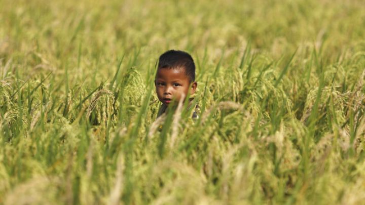 2025-ci ildə qlobal qida qiymətləri düşüb