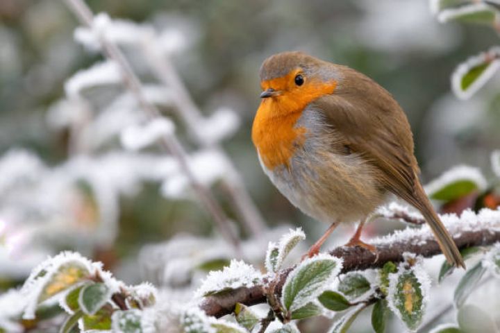 Yanvarın 27-də gözlənilən hava şəraiti