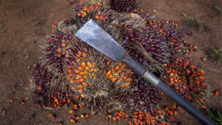 Palma yağı qiymətlərində artım davam edir