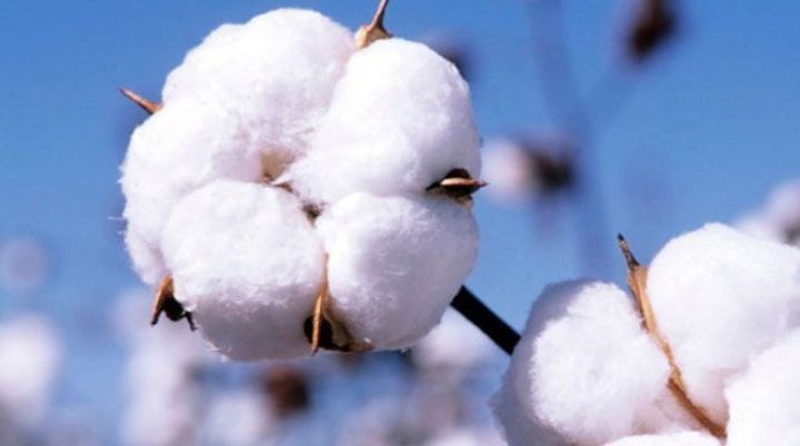 ABŞ-a "pambıq cavabı"