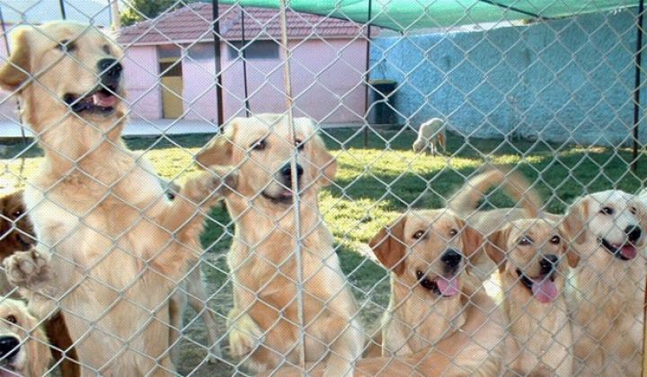 İcra başçısı Bakıda 300 it saxlayan şəxsi məhkəməyə verib