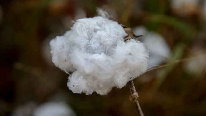 Quraqlıq pambıq istehsalını azaldıb, qiymətlər artır