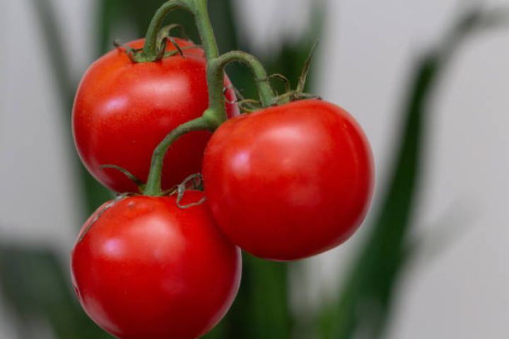 2 ayı ərzində Azərbaycana 26,5 milyon dollar valyuta gəliri təmin edib